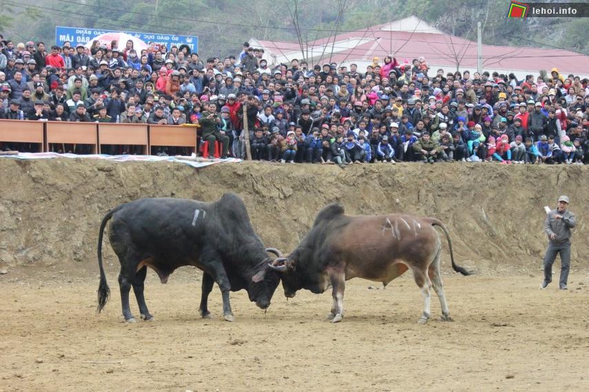 Các đấu sĩ bò tại lễ hội chọi bò Bảo Lâm - Cao Bằng