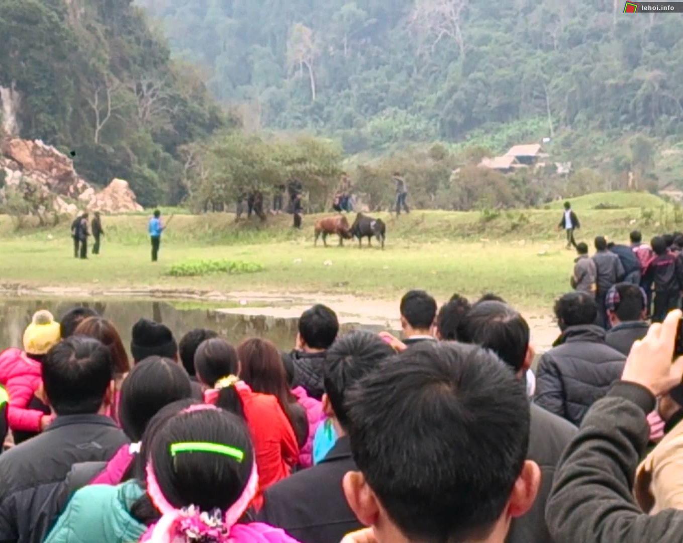 Lễ hội chọi bò hồ Ba Bể nét đẹp văn hóa của đồng bào người Mông ở tỉnh Bắc Kạn