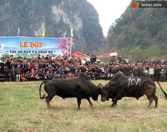 Lễ hội chọi bò Bảo Lâm tại Cao Bằng