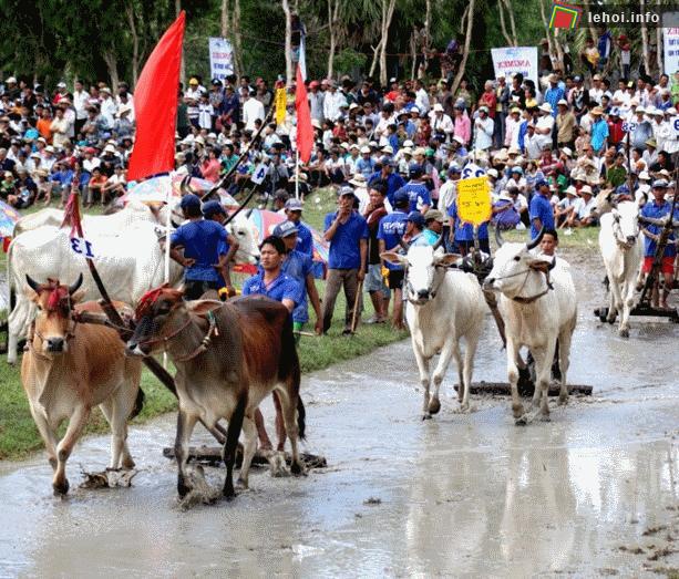 Lễ hội đua bò dân tộc Khơ - Me tại An Giang