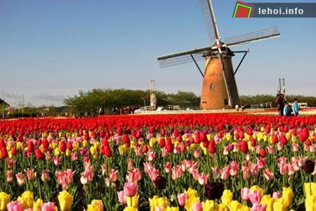 Đến Hà Lan thưởng ngoạn lễ hội hoa tulip ảnh 1