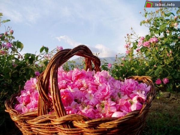 Đến Bulgaria dự lễ hội hoa hồng ảnh 1