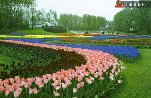 Lễ hội hoa Floriade 2012 được ví như “Olympic của muôn loài hoa”, “Disneyland của hoa”.