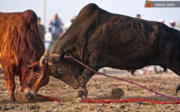 Lễ hội đấu bò Fujairah xứ Ả Rập ảnh 1