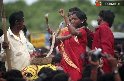 Lễ hội tắm táp và ôm hôn rắn độc ở Ấn Độ 