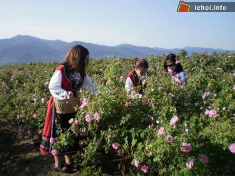 Kazanluc được mệnh danh là “Thung lũng Hoa hồng”, một trong vài ba nơi hiếm hoi trên thế giới có hoa hồng mọc thành cánh đồng bát ngát, hương hoa tỏa khắp nơi trong vùng làm ngây ngất k...