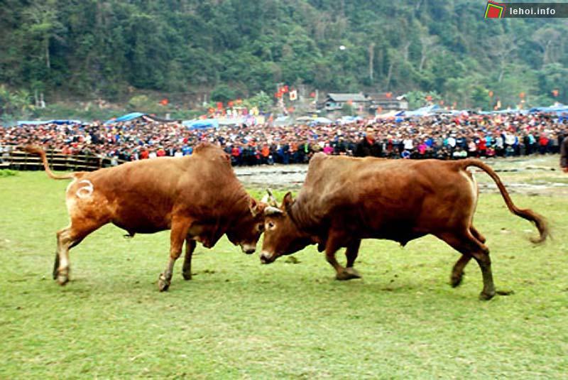 Hai chú bò đang tranh tài trong lễ hội chọi bò hồ Ba Bể tại Bắc Kạn