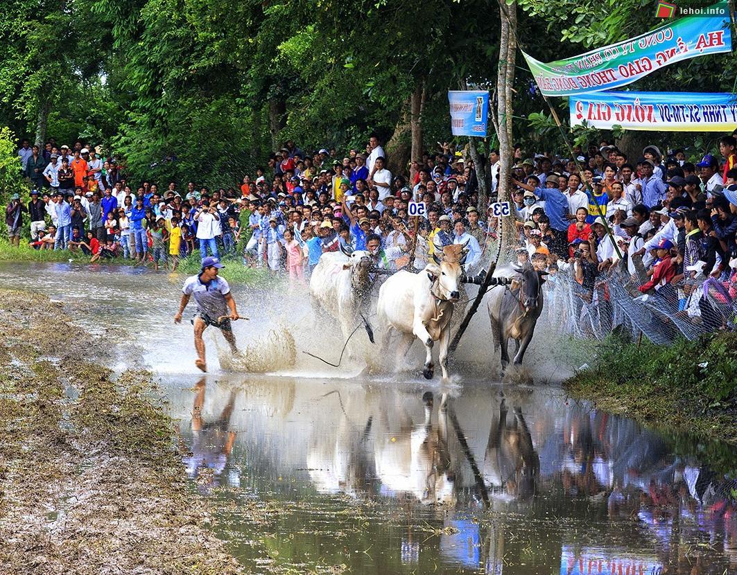 Lễ hội đua bò là một lễ hội truyền thống lớn của người dân tộc Khơ - Me tại An Giang