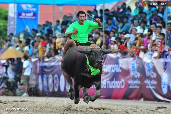 Thái Lan: Sôi động lễ hội đua trâu ảnh 2