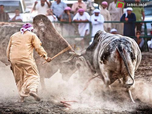 Lễ hội đấu bò Fujairah xứ Ả Rập ảnh 2