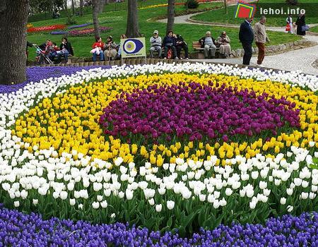 Diễn ra từ ngày mùng 1 đến ngày 30 tháng 4 tại Istanbul, là thành phố duy nhất trên thế giới có lãnh thổ nằm trên hai châu lục,  Istanbul Tulip Festival thường niên luôn thu hút được hàng trăm ngàn khách tham quan đến từ khắp mọi nơi trên thế giới. 