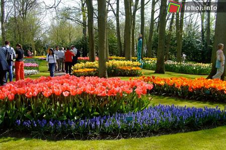 Đến Hà Lan thưởng ngoạn lễ hội hoa tulip ảnh 2