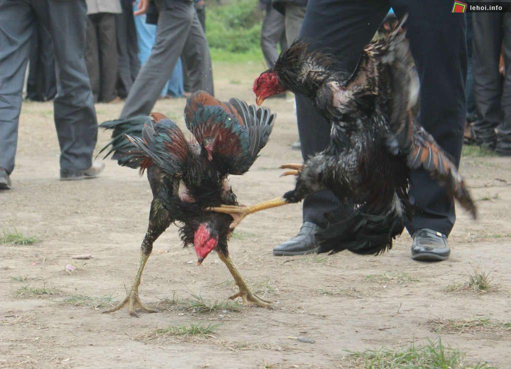 Chọi gà là một trò chơi vui được nhiều người dân và du khách thập phương yêu thích trong lễ Hội làng Trịnh Nguyễn tại Bắc Ninh