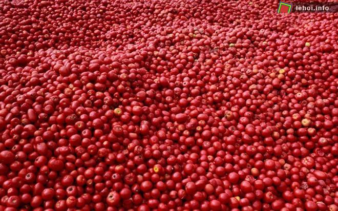 Khoảng 130 tấn cà chua đã được sử dụng cho sự kiện này.