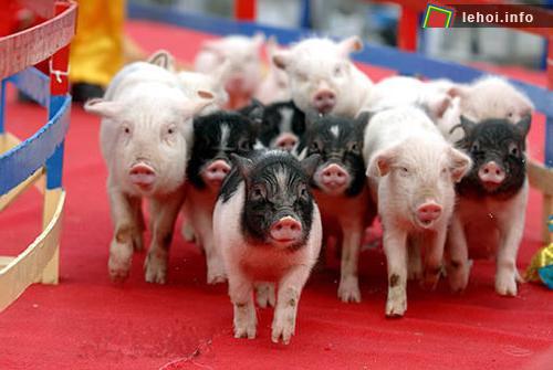 Lễ hội Lợn, Pháp