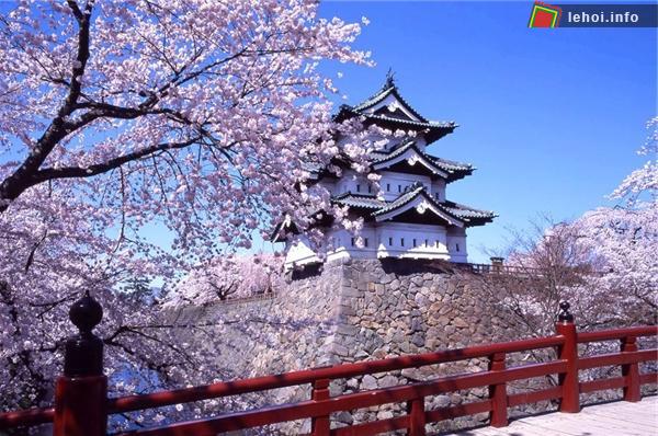 Hoa anh đào đang nở tại đền Yasukuni ở Tokyo