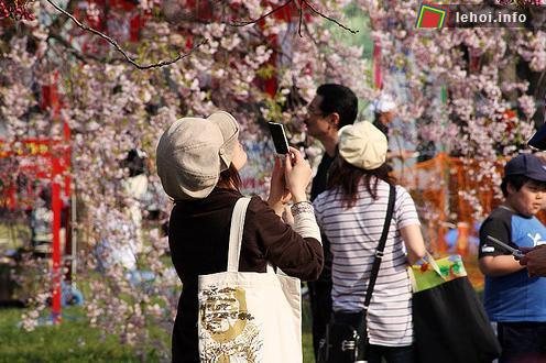 Lễ hội ngắm hoa anh đào Hanami ở Nhật Bản