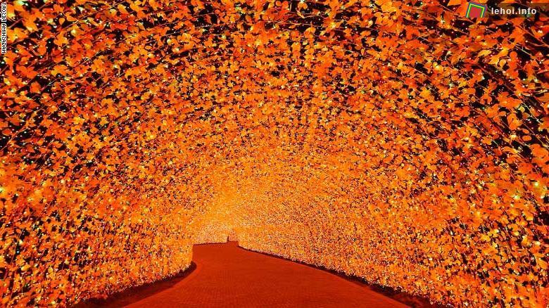 Vẻ đẹp của lá vàng mùa thu momiji của Nhật Bản