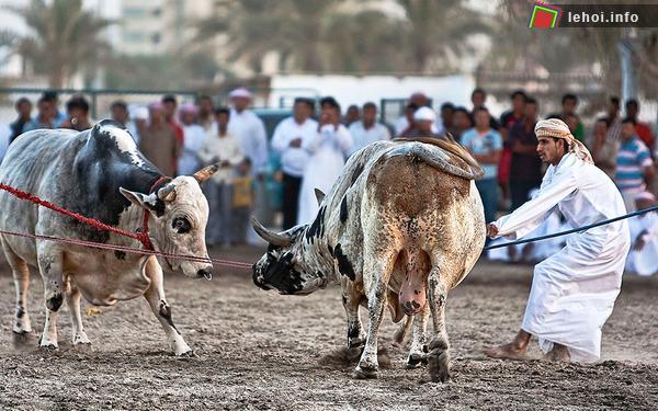 Lễ hội đấu bò Fujairah xứ Ả Rập ảnh 3