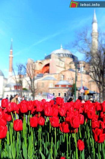 Hoa Tulip là một trong những biểu tượng truyền thống của Istanbul và nó còn được coi là một quốc hoa của Thổ Nhĩ Kỳ. Từ thế kỷ 16 cho đến thế kỷ 18, những người nông dân Thổ dưới thời Ottoman đã lai tạo được trên 2000 loại hoa tulip khác nhau trồng khắp mọi nơi ở Istanbul. 