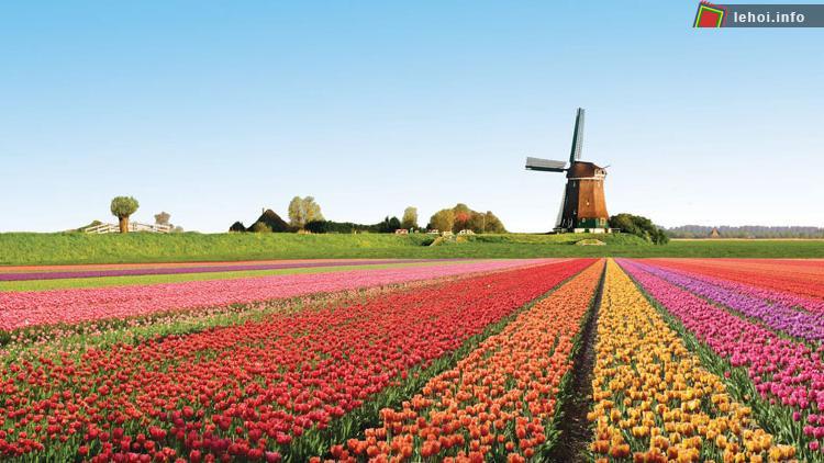 Rực rỡ sắc màu lễ hội Hoa Tulip xứ sở Cối Xoay gió - Hà Lan