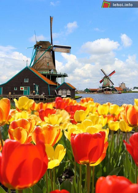 Đến Hà Lan thưởng ngoạn lễ hội hoa tulip ảnh 4