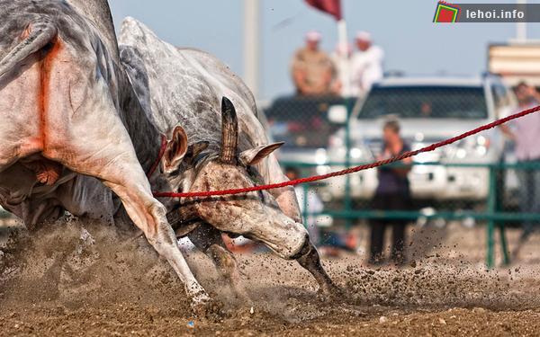 Lễ hội đấu bò Fujairah xứ Ả Rập ảnh 4