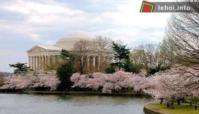 Ngắm hoa anh đào ở Washington D.C