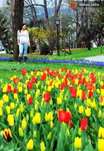 Hoa tulip bắt đầu nở rộ vào khoảng cuối tháng ba hoặc vào đầu tháng tư , còn tùy thuộc vào thời tiết. Vì thế mà du khách không thể bỏ lỡ dịp chụp hình kỉ niệm bên những vườn hoa rực rỡ đang vào mùa nở rộ. 