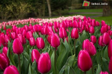 Đến Hà Lan thưởng ngoạn lễ hội hoa tulip ảnh 5