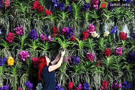 Đến lễ hội hoa Kew thỏa sức chiêm ngưỡng hoa lan ảnh 5