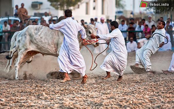 Lễ hội đấu bò Fujairah xứ Ả Rập ảnh 5
