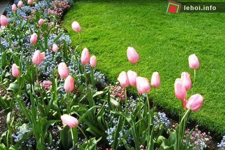 Đến với Hà Lan để thưởng ngoạn lễ hội hoa tulip ảnh 5