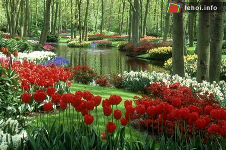 Đến với Hà Lan để thưởng ngoạn lễ hội hoa tulip ảnh 6
