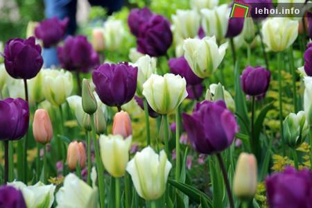 Đến với Hà Lan để thưởng ngoạn lễ hội hoa tulip ảnh 7