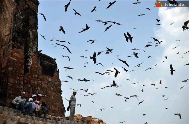 Những người Hồi giáo ở Ấn Độ đang ngồi nghỉ bên tượng đài Firoz Shah Kotla Masjid sau khi đã làm lễ cầu nguyện. 