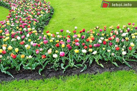 Đến với Hà Lan để thưởng ngoạn lễ hội hoa tulip ảnh 8