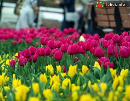 Hoa tulip nở rộ tại Istanbul, Thổ Nhĩ Kỳ ảnh 8