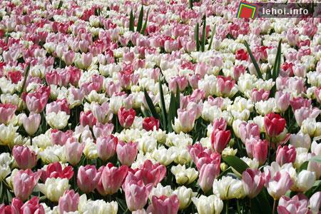 Đến với Hà Lan để thưởng ngoạn lễ hội hoa tulip ảnh 9