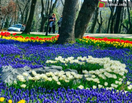 Từ năm 2006, cứ vào mỗi tháng tư, chính quyền thành phố tại Istanbul lại trồng hàng triệu bông hoa tulip trên các con đường, công viên, trục giao thông và ... ở bất cứ đâu. Kết quả là một lễ hội hoa xuân vô cùng rực rỡ, đã làm cho khách tham quan có cảm tưởng như đang lạc vào giữa một khu rừng tràn ngập những bông hoa tulip.