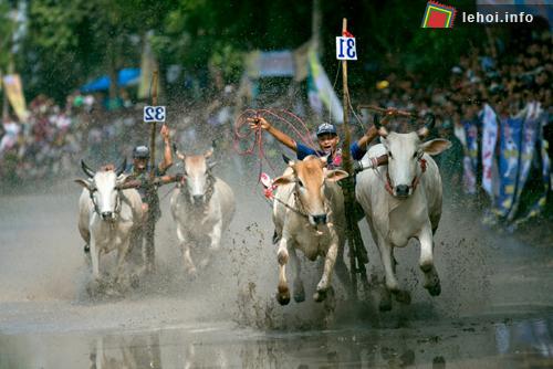 Người dân thủ đô sẽ được tận mắt thưởng lãm lễ hội đua bò vùng Bảy Núi (An Giang) ngay tại Làng Văn hóa-Du lịch các dân tộc Việt Nam.