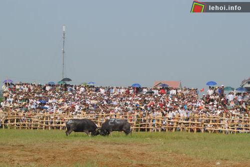 Lễ hội chọi trâu xã Nghi Thái được tổ chức trong hai ngày 13 và 14/10, với 12 cặp thi đấu