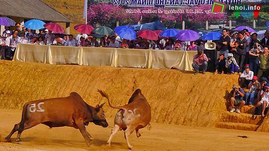 Sôi động Lễ hội chọi bò chợ tình Khau Vai Hà Giang