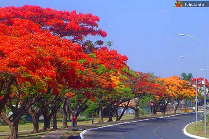 Đường Phạm Văn Đồng là con đường hoa phượng dài nhất Việt Nam với hơn 3000 cây phượng rực lửa