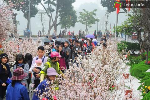 Lễ hội hoa anh đào tai Hà Nội