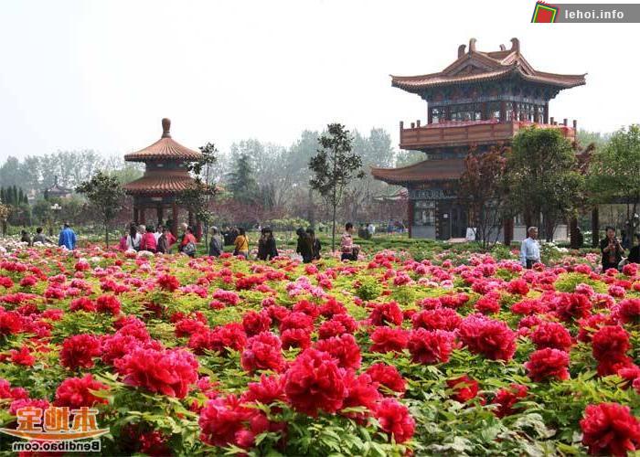 Vườn hoa mẫu đơn chùa Phật Tích