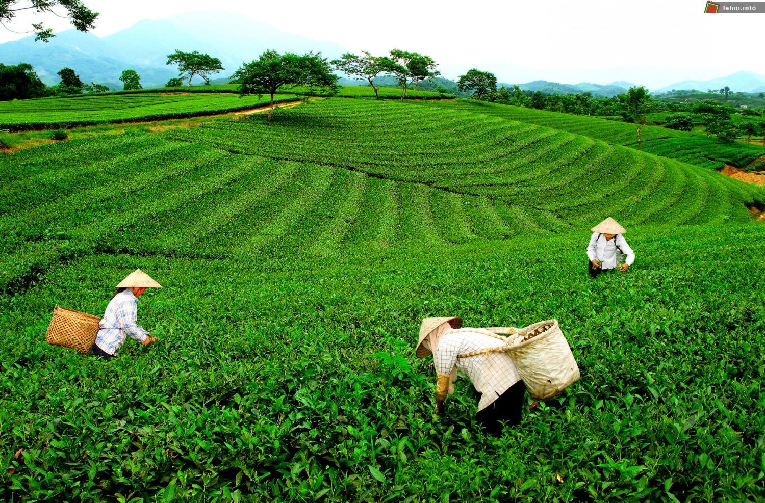 Đồi chè Thái Nguyên