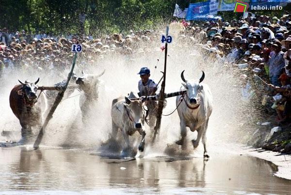 Lễ hội đua bò truyền thống