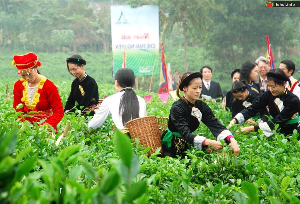 Đồi chè Thái Nguyên