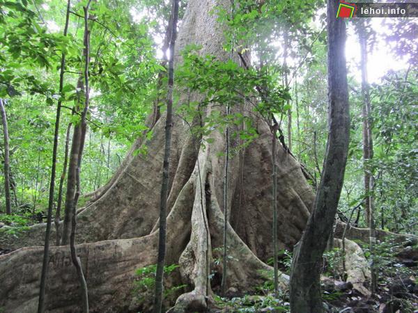 Đồng Nai là địa phương có tỷ lệ che phủ rừng trên tổng diện tích tự nhiên là 29,8%, lớn nhất toàn vùng Đông Nam Bộ